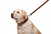 COLLAR - Повідець для собак подвійний з прошивкою