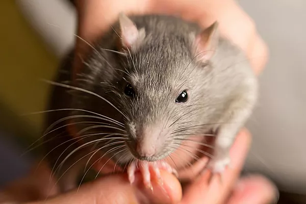 Как отучить крысу от кусательного поведения?.webp