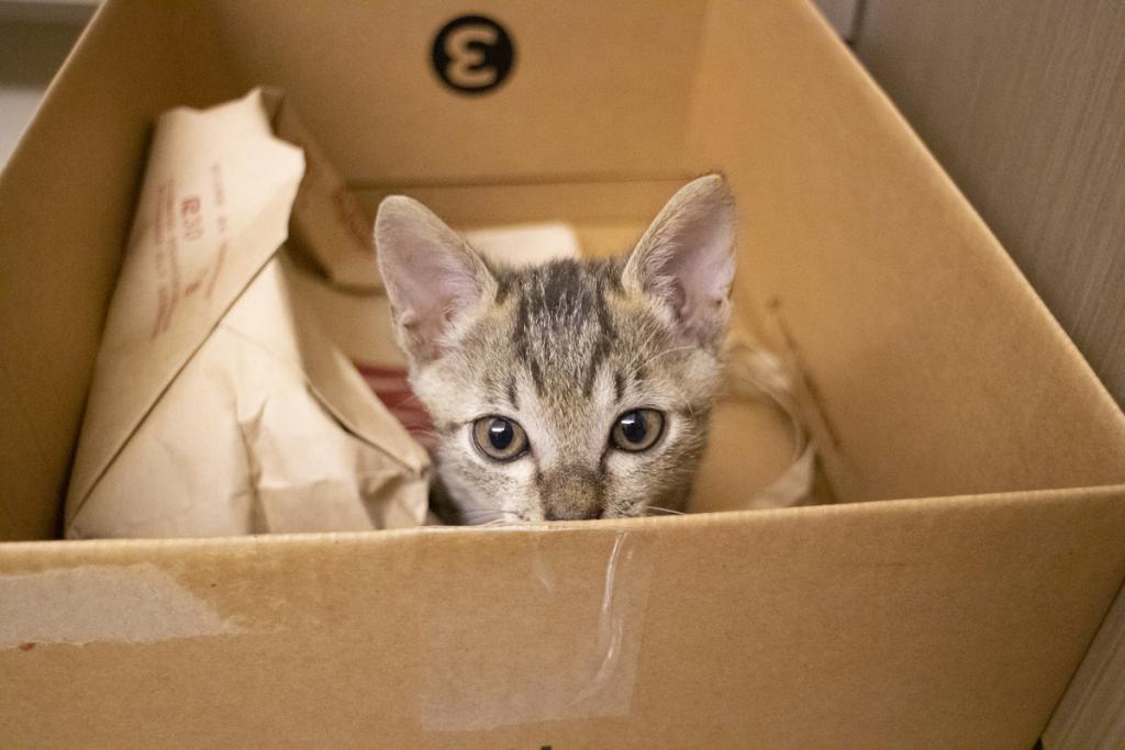 кот в коробке 4.jpeg