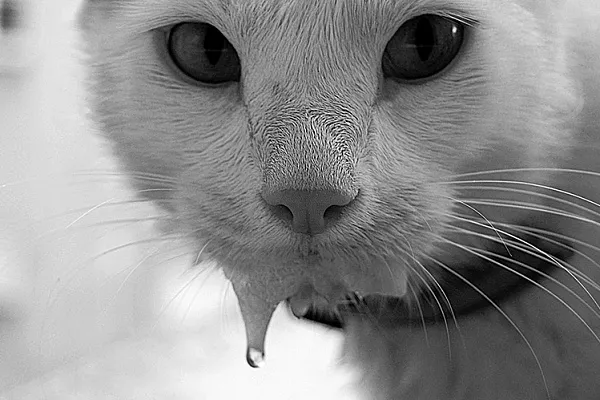 Почему у кошек текут слюни изо рта и что делать