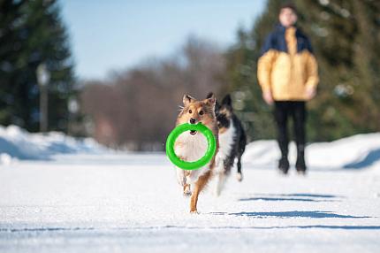 PitchDog (ПітчДог) Кільце для апортировки  купити KITIPES.COM.UA