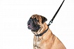 Повідок для собак COLLAR EVOLUTOR (Коллар Еволютор) Ширина 25 мм - найміцніший повідок