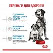 Royal Canin Medium Starter для собак середніх порід в період вагітності і лактації