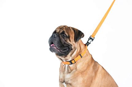 COLLAR EVOLUTOR Найміцніший повідок для собак купити KITIPES.COM.UA