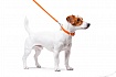 Повідець для собак шкіряний WAUDOG Glamour, плоский, довжина 122 см