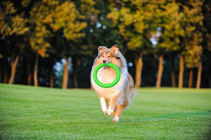 PitchDog (ПітчДог) Кільце для апортировки  купити KITIPES.COM.UA