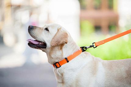 COLLAR EVOLUTOR Найміцніший повідок для собак купити KITIPES.COM.UA