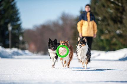 PitchDog (ПітчДог) Кільце для апортировки  купити KITIPES.COM.UA