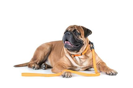 COLLAR EVOLUTOR Найміцніший повідок для собак купити KITIPES.COM.UA