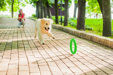 PitchDog (ПітчДог) Кільце для апортировки  купити KITIPES.COM.UA