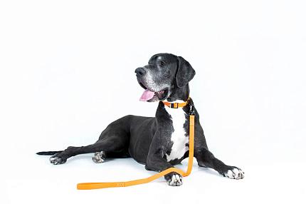 COLLAR EVOLUTOR Найміцніший повідок для собак купити KITIPES.COM.UA