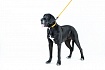 Повідок для собак COLLAR EVOLUTOR (Коллар Еволютор) Ширина 25 мм - найміцніший повідок