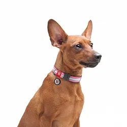 Ошейник для собак нейлоновый WAUDOG Nylon с QR паспортом, светонакопительный, металлическая пряжка-фастекс