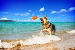 PitchDog (ПитчДог) Игровой мяч для апортировки, диаметр 9 см