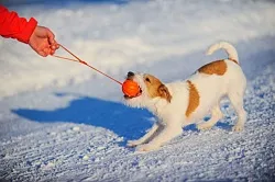 LIKER LINE (Лайкер Лайн) Мячик-игрушка для собак
