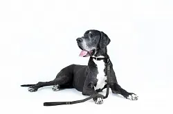 COLLAR EVOLUTOR Самый крепкий поводок для собак