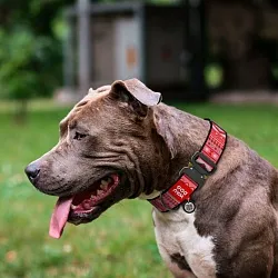 Ошейник для собак нейлоновый WAUDOG Nylon с QR паспортом, рисунок "Этно красный", металлическая пряжка-фастекс